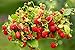 Foto Semillas de fresa fresa regina - Fragaria vesca - 320 semillas nuevo éxito de ventas 2024-2023