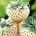 Foto 100 Schachteln/Taschen Erdbeer samen hohe Keimrate leicht zu nahrhaften vitamin reichen mehrfarbigen Nicht-Gmo-Frucht sämlingen für die Gartenarbeit auf Bauernhöfe zu Hause Weiß Eine Größe neu Bestseller 2022-2021
