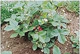 David's Garden Seeds Fruit Strawberry Alexandria FBA 1015 (Red) 100 Non-GMO, Heirloom Seeds Photo, bestseller 2024-2023 new, best price $7.45 review