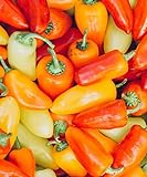 Lunchbox Sweet Peppers 50 Seeds Garden Fresh Vegetables Healthy Planting Photo, bestseller 2024-2023 new, best price $7.99 ($0.16 / Count) review