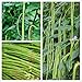 Photo Long Bean Seeds 30g Snake Yard-Long Asparagus Bean Red Noodle Pole Bean Garden Vegetable Green Fresh Chinese Seeds for Planting Outside Door Cooking Dish Taste Sweet Delicious new bestseller 2024-2023