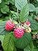 Photo Polka Raspberry Bare Root - Non-GMO - Nearly THORNLESS - Produces Large, Firm Berries with Good Flavor - Wrapped in Coco Coir - GreenEase by ENROOT (2) new bestseller 2024-2023