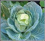 50+ Cabbage- Copenhagen Market Seeds, Heirloom, Non GMO Seed Tasty Healthy Veggie Photo, bestseller 2024-2023 new, best price $2.29 ($0.05 / Count) review