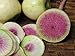 Photo 250+ Radish Seeds- Watermelon- Heirloom Variety by Ohio Heirloom Seeds new bestseller 2024-2023