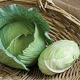 David's Garden Seeds Cabbage Tendersweet 9983 (Green) 50 Non-GMO, Hybrid Seeds Photo, bestseller 2024-2023 new, best price $3.45 review