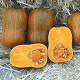 Honeynut Squash Seeds - Grow from The Same Seeds As Farmers - Packaged and Sold by Harris Seeds / Garden Trends - Harris Seeds: Supplying Growers Since 1879 - USDA Certified Organic - 50 Seeds Photo, bestseller 2024-2023 new, best price $7.20 review