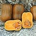Photo Honeynut Squash Seeds - Grow from The Same Seeds As Farmers - Packaged and Sold by Harris Seeds / Garden Trends - Harris Seeds: Supplying Growers Since 1879 - USDA Certified Organic - 50 Seeds new bestseller 2024-2023