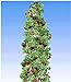 Foto BALDUR Garten Japanische Säulen-Himbeeren,1 Pflanze, Japanische Weinbeere, Rubus phoenicolasius Hybride Säulenobst neu Bestseller 2024-2023