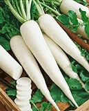 White Icicle Radish Seeds - Raphanus Sativus - 3 Grams - Approx 270 Gardening Seeds - Vegetable Garden Seed Photo, bestseller 2024-2023 new, best price $6.03 review