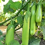 Fingers - Green Eggplant Seeds - 2 g Packet ~450 Seeds - Non-GMO - Vegetable Garden - Solanum melongena Photo, bestseller 2024-2023 new, best price $3.69 ($52.34 / Ounce) review