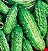 Foto Semillas de pepino pequeño de París sel - frutas - foggianello - pepinos pequeños - cucumis sativus - las mejores semillas de plantas - flores vegetales - raras - 150 semillas aproximadamente nuevo éxito de ventas 2024-2023