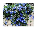 250 Heavenly Blue Morning Blooming Vine Seeds - Wonderful Climbing Heirloom Vine - Morning Glory Non GMO and Neonicotinoid Seed. Marde Ross & Company Photo, bestseller 2024-2023 new, best price $12.99 ($0.05 / Count) review