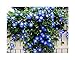Photo 250 Heavenly Blue Morning Blooming Vine Seeds - Wonderful Climbing Heirloom Vine - Morning Glory Non GMO and Neonicotinoid Seed. Marde Ross & Company new bestseller 2023-2022