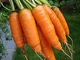 1,000+ Carrot Seeds- Scarlet Nantes Heirloom Variety Photo, bestseller 2024-2023 new, best price $3.49 review