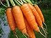 Photo 1,000+ Carrot Seeds- Scarlet Nantes Heirloom Variety new bestseller 2023-2022