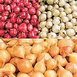 Red,Yellow,White or Mix Onion Sets (40 bulbs) Garden Vegetable(Red) Photo, bestseller 2024-2023 new, best price $5.35 review