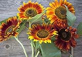 Sweet Yards Seed Co. Autumn Beauty Sunflower Seeds – Extra Large Packet – Over 1,400 Open Pollinated Non-GMO Wildflower Seeds – Helianthus annus – Beautiful Shades of Gold, Bronze, Yellow, and Purple Photo, bestseller 2024-2023 new, best price $7.97 review