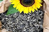 Futterbauer 10 kg Sonnenblumenkerne gestreift Vogelfutter Wintervogelfutter Foto, Bestseller 2024-2023 neu, bester Preis 20,99 € (2,10 € / kg) Rezension