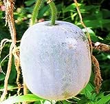 MOCCUROD 25Pcs Wax Gourd Seeds Hair Skin Gourd Seeds Fuzzy Melon Vegetable Seeds Photo, bestseller 2024-2023 new, best price $7.99 ($0.32 / Count) review