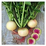 Watermelon Radish Seeds | Heirloom & Non-GMO Vegetable Seeds | Radish Seeds for Planting Home Outdoor Gardens | Planting Instructions Included with Each Packet Photo, bestseller 2024-2023 new, best price $6.95 review