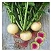 Photo Watermelon Radish Seeds | Heirloom & Non-GMO Vegetable Seeds | Radish Seeds for Planting Home Outdoor Gardens | Planting Instructions Included with Each Packet new bestseller 2024-2023