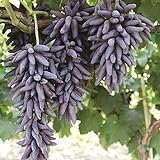30pcs Finger Grape Seeds Advanced Fruit Natural Growth Sweet Gardening Plants Photo, bestseller 2024-2023 new, best price $7.99 ($0.27 / Count) review