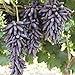 Photo 30pcs Finger Grape Seeds Advanced Fruit Natural Growth Sweet Gardening Plants new bestseller 2023-2022