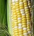 Photo Peaches and Cream Sweet Corn Seeds 1/2 lb new bestseller 2023-2022