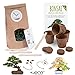 Foto Bonsai Kit incl. eBook GRATUITO - Set con macetas de coco, semillas y tierra - idea de regalo sostenible para los amantes de las plantas (Pino Piñonero + Árbol del Ámbar) nuevo éxito de ventas 2024-2023