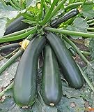 Seeds Squash Zucchini Light Green Heirloom Vegetable for Planting Non GMO Photo, bestseller 2024-2023 new, best price $8.99 review