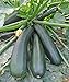 Photo Seeds Squash Zucchini Light Green Heirloom Vegetable for Planting Non GMO new bestseller 2024-2023