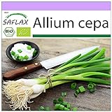 SAFLAX - Ecológico - Cebolla de primavera - Cebolla de Lisboa blanca - 150 semillas - Allium cepa Foto, éxito de ventas 2024-2023 nuevo, mejor precio 3,95 € revisión