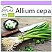 Foto SAFLAX - Ecológico - Cebolla de primavera - Cebolla de Lisboa blanca - 150 semillas - Allium cepa nuevo éxito de ventas 2024-2023