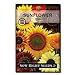 Photo Sow Right Seeds - Large Full-Color Packet of Mixed Sunflower Seed to Plant - Non-GMO Heirloom - Instructions for Planting - Wonderful Gardening Gift (1) new bestseller 2024-2023