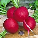 Radish Seed, Champion, Heirloom, Non GMO, 100 Seeds, Perfect Radishes Photo, bestseller 2024-2023 new, best price $2.99 ($2.99 / Count) review