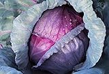 Cabbage, Red Acre Seeds, Non-GMO, 25+ Seeds per Package, This Hardy, Healthy and Delicious Crop is Easy to Grow and Ideal for Small and Large Gardens . Jacobs Ladder Ent. Photo, bestseller 2024-2023 new, best price $1.79 ($1.79 / Count) review