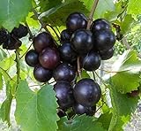 15 Seeds of Purple Black Muscadine Grape Photo, bestseller 2024-2023 new, best price $15.99 review