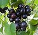 Photo 15 Seeds of Purple Black Muscadine Grape new bestseller 2023-2022