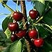 Foto Obstbaum Kirsche Kirschbaum Busch Form rot große schwarze Knorpelkirsche Süßkirsche 120-160 cm - hochwertige Baumschul Qualität direkt vom Fachhändler neu Bestseller 2023-2022