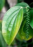 Tropica - Herbes - Poivre véritable (Piper nigrum) - 20 Grains Photo, best-seller 2024-2023 nouveau, meilleur prix 3,95 € examen