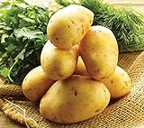 Simply Seed - 5 LB - German Butterball Potato Seed - Non GMO - Naturally Grown - Order Now for Spring Planting Photo, bestseller 2024-2023 new, best price $17.99 ($0.22 / Ounce) review