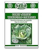Early Jersey Wakefield Cabbage Seeds -500 Seeds Non-GMO Photo, bestseller 2024-2023 new, best price $1.59 review