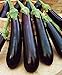 Photo CEMEHA SEEDS - Eggplant Aubergin Black Long Pop Thai Non GMO Vegetable for Planting new bestseller 2024-2023
