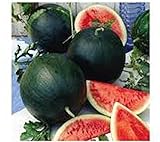 Watermelon, Black Diamond, Heirloom, 25 Seeds, Super Sweet Round Melon Photo, bestseller 2024-2023 new, best price $1.99 ($0.08 / Count) review