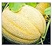 Photo 50 Hales Best Jumbo Cantaloupe | Non-GMO | Fresh Garden Seeds new bestseller 2024-2023