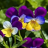 Outsidepride Viola Johnny Jump Up Plant Flower - 5000 Seeds Photo, bestseller 2024-2023 new, best price $6.49 ($0.00 / Count) review