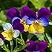 Photo Outsidepride Viola Johnny Jump Up Plant Flower - 5000 Seeds new bestseller 2024-2023