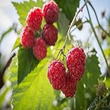 Prelude Raspberry - 5 Red Raspberry Plants - Everbearing - Organic Grown - Photo, bestseller 2024-2023 new, best price $49.95 review