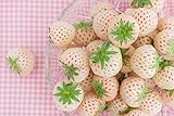 Ananas-Erdbeere 10 Samen, weiße Erdbeere Samen (Strawberry White) Foto, Bestseller 2024-2023 neu, bester Preis 1,99 € Rezension
