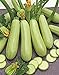 Photo Seeds Squash Zucchini Aspirant 38 Days White Bush Vegetable for Planting Heirloom Non GMO new bestseller 2024-2023